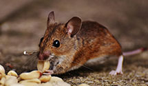 hospital-and-healthcare-facility-pest-management Experts in Iron Mountain